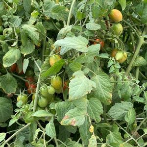 Meet your Posher, Yania